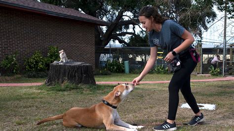 Pensacola humane society - The Pensacola Humane Society has hired Blake White, a member of the nonprofit's board of directors, to serve in "an executive role" as efforts are made to reorganize and reopen the 80-year-old shelter. "Blake has the skills needed to move PHS forward as a well-structured and efficient operation," a news release posted on the …